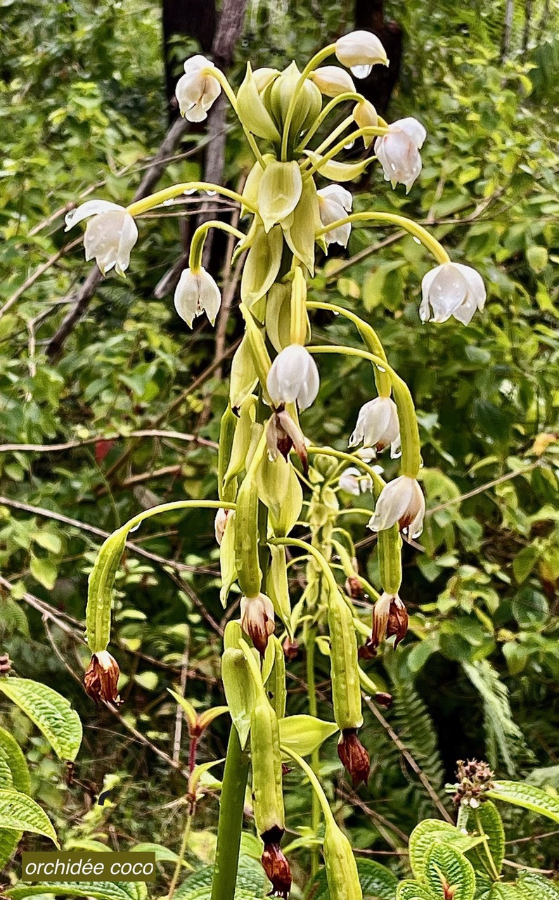 Spathoglottis plicata Blume.orchidée coco.orchidaceae.stenonaturalisé.espèce cultivée..jpeg