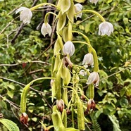 Spathoglottis plicata Blume.orchidée coco.orchidaceae.stenonaturalisé.espèce cultivée..jpeg