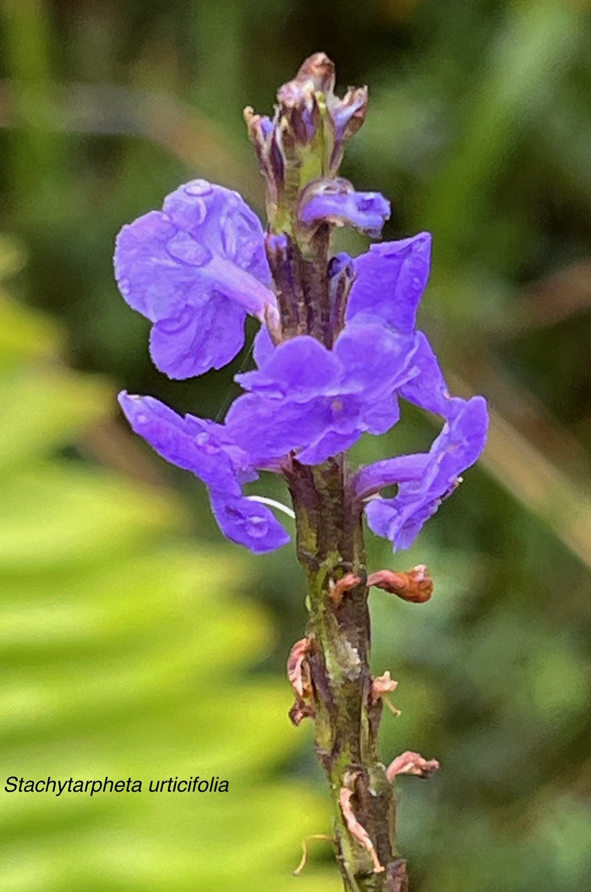 Stachytarpheta urticifolia .herbe à chenilles.verbenaceae.amphinaturalisé. (1).jpeg