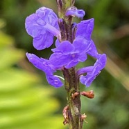 Stachytarpheta urticifolia .herbe à chenilles.verbenaceae.amphinaturalisé. (1).jpeg