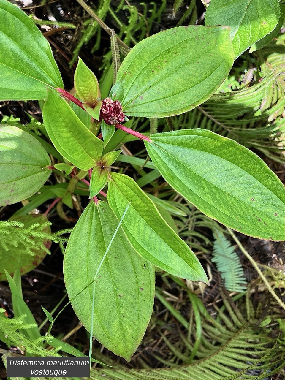 Tristemma mauritianum. voatouque.melastomataceae.indigène Réunion..jpeg