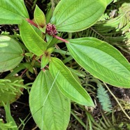 Tristemma mauritianum. voatouque.melastomataceae.indigène Réunion..jpeg