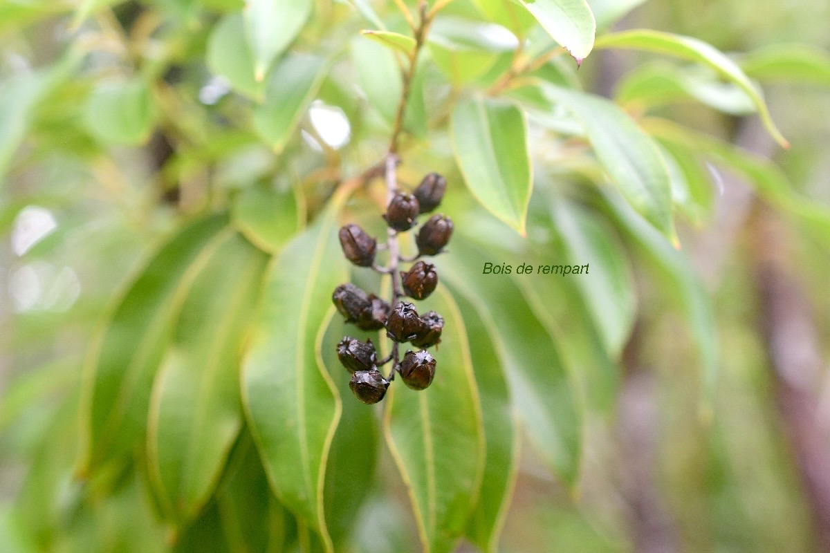 Agarista salicifolia Bois de rempart Er icaceae Indigène La Réunion 3285.jpeg