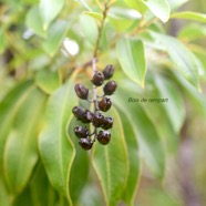 Agarista salicifolia Bois de rempart Er icaceae Indigène La Réunion 3285.jpeg