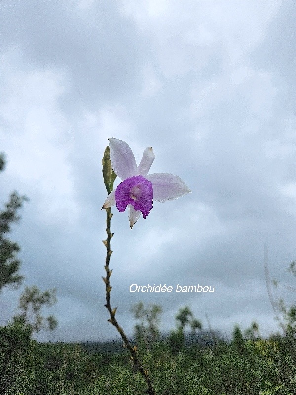 Arundina graminifolia Orchide?e  bambou Orchidaceae E E 49.jpeg