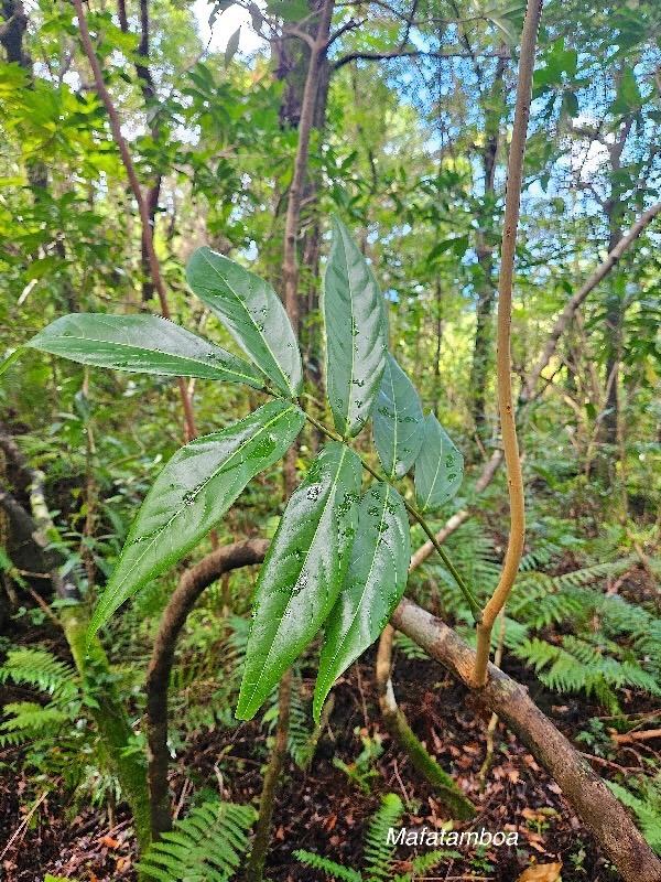 Cnestis glabra Mafatamboa Connara ceae Indigène La Réunion 53.jpeg