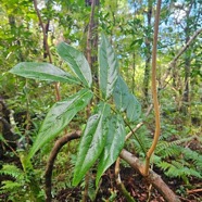 Cnestis glabra Mafatamboa Connara ceae Indigène La Réunion 53.jpeg