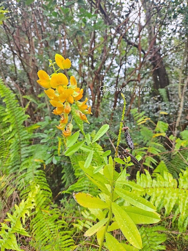 Crotalaria retusa Cascavelle jaune Fabace ae E seulement en milieu perturbé 49.jpeg