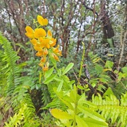 Crotalaria retusa Cascavelle jaune Fabace ae E seulement en milieu perturbé 49.jpeg