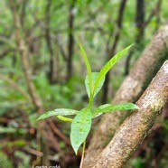 Gaertnera vaginata Losto cafe? Rubi aceae Endémique La Réunion 55.jpeg