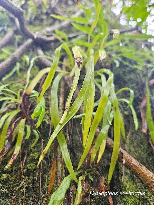 Haplopteris ensiformis Pteridace ae Indigène La Réunion 15.jpeg