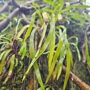 Haplopteris ensiformis Pteridace ae Indigène La Réunion 15.jpeg