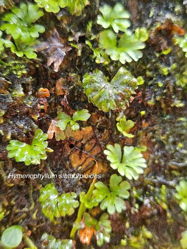 Hymenophyllum sibthorpioides Hymenoph yllaceae Indigène La Réunion 35.jpeg