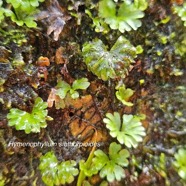 Hymenophyllum sibthorpioides Hymenoph yllaceae Indigène La Réunion 35.jpeg