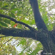 Labourdonnaisia calophylloides Petit natte Sap otaceae Endémique La Réunion, Maurice 59.jpeg