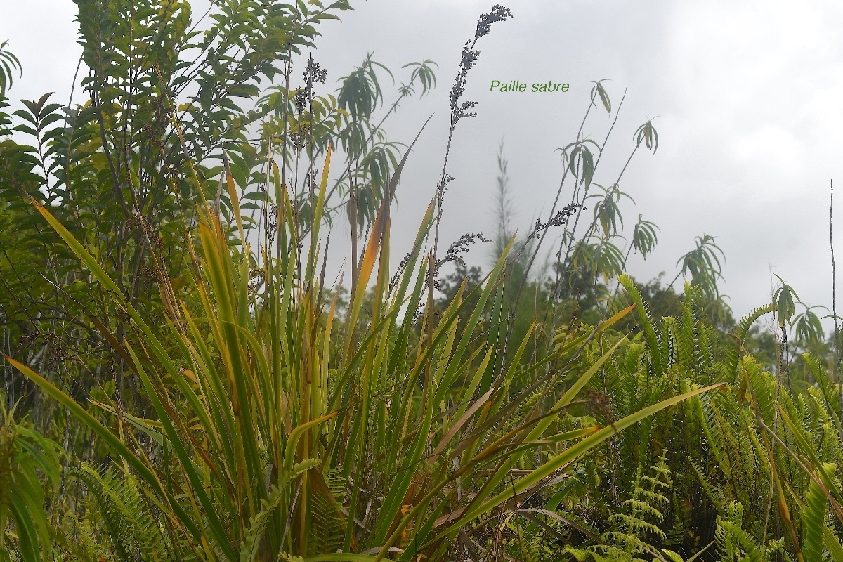 Machaerina iridifolia Paille sabre Cyperace ae Endémique La Réunion, Maurice 3365.jpeg