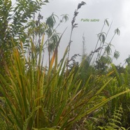 Machaerina iridifolia Paille sabre Cyperace ae Endémique La Réunion, Maurice 3365.jpeg