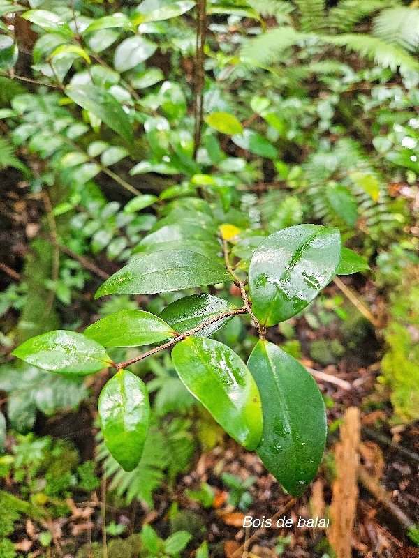 Memecylon confusum Bois de balai Melasto mataceae Endémique La Réunion  41.jpeg