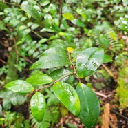 Memecylon confusum Bois de balai Melasto mataceae Endémique La Réunion  41.jpeg