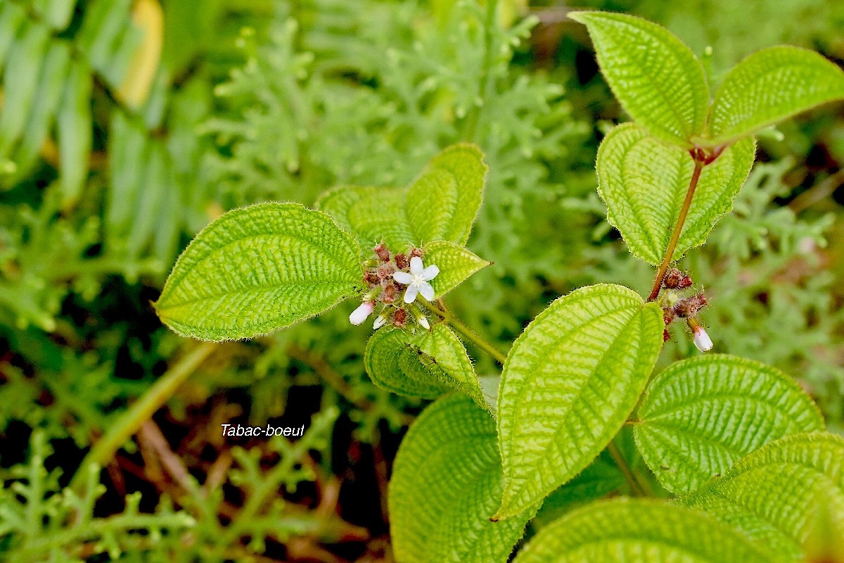 Miconia crenata Tabac-boeuf Melastomataceae E E 3288.jpeg