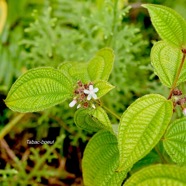 Miconia crenata Tabac-boeuf Melastomataceae E E 3288.jpeg