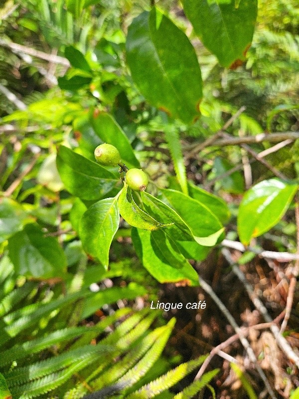 Mussaenda arcuata Lingue cafe? Rubi aceae Indigène La Réunion 49.jpeg