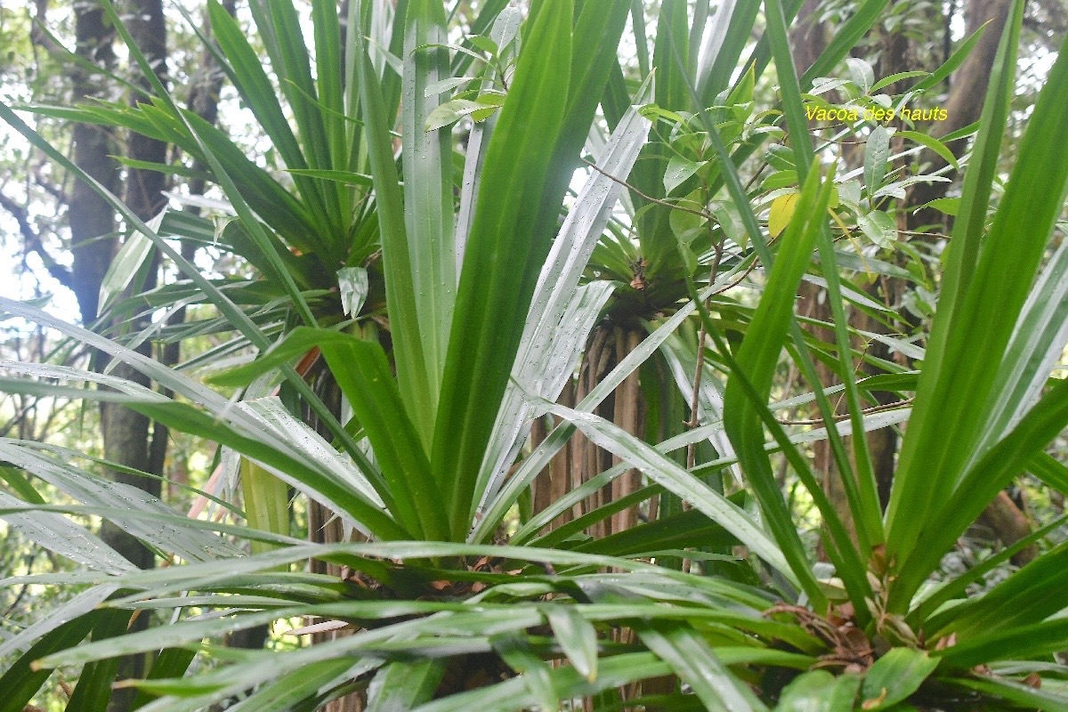 Pandanus purpurascens Vacoa des hauts Pan danaceae Endémique La Réunion 3326.jpeg