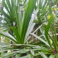 Pandanus purpurascens Vacoa des hauts Pan danaceae Endémique La Réunion 3326.jpeg