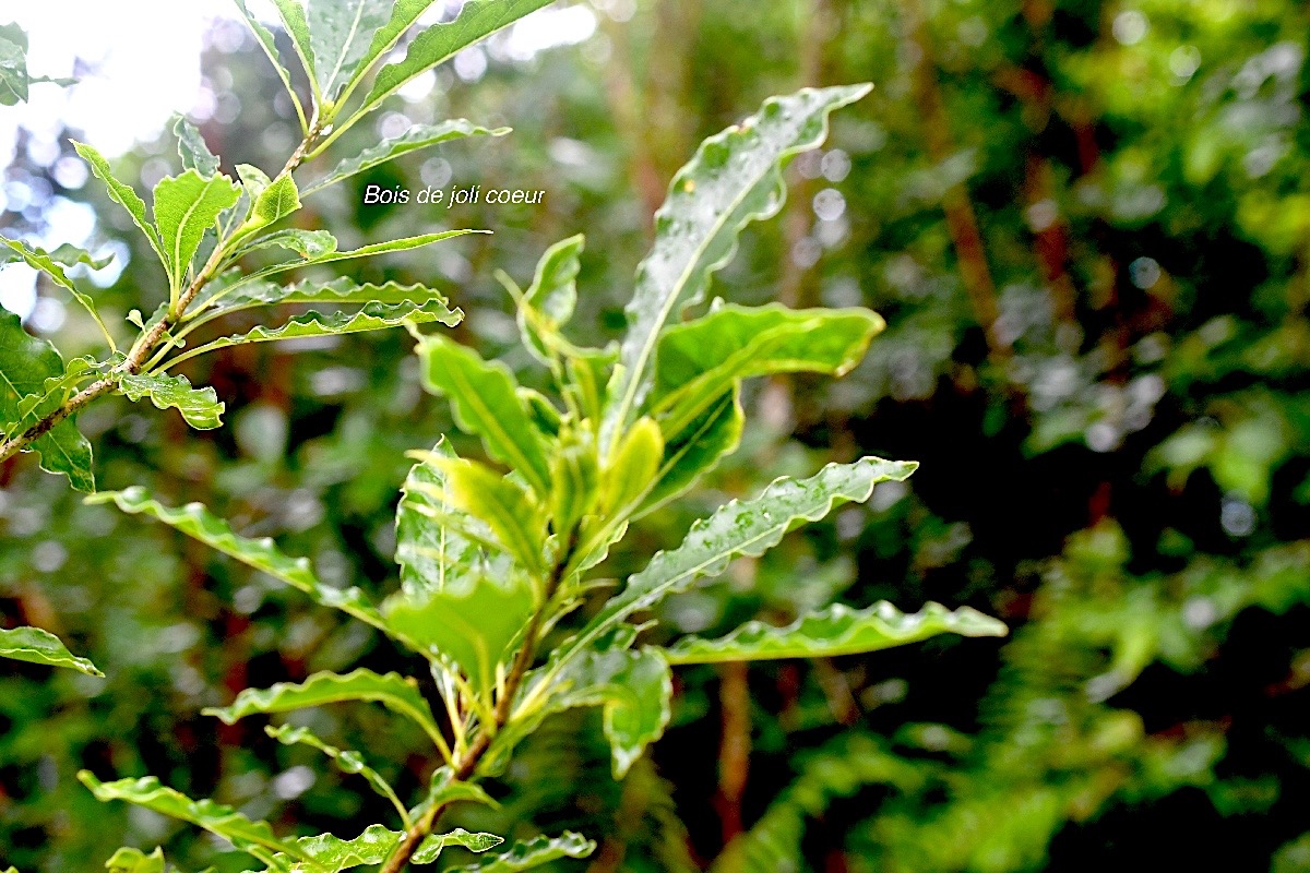 Pittosporum senacia Bois de joli coeur Pit tosporaceae Indigène La Réunion 3296.jpeg