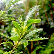 Pittosporum senacia Bois de joli coeur Pit tosporaceae Indigène La Réunion 3296.jpeg