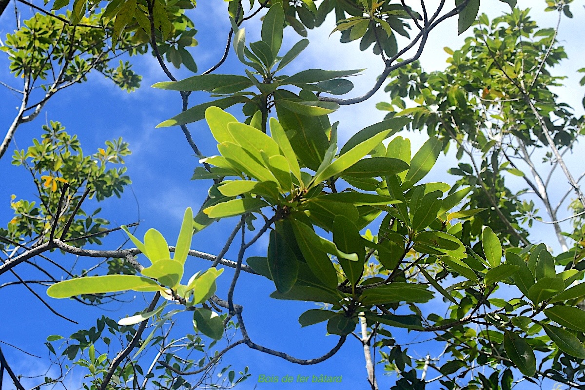 Sideroxylon borbonicum Bois de fer bâtard Sapotaceae Endémique La Réunion 3370.jpeg