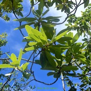 Sideroxylon borbonicum Bois de fer bâtard Sapotaceae Endémique La Réunion 3370.jpeg