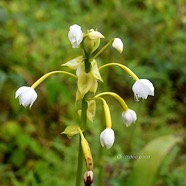 Spathoglottis plicata Orchide?e coco Orc hidaceae E en milieu perturbé 3282.jpeg