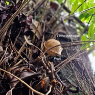 Strongylodon lucidus Liane cadoque (fruit ) (Fabaceae Indigène La Réunion 18.jpeg