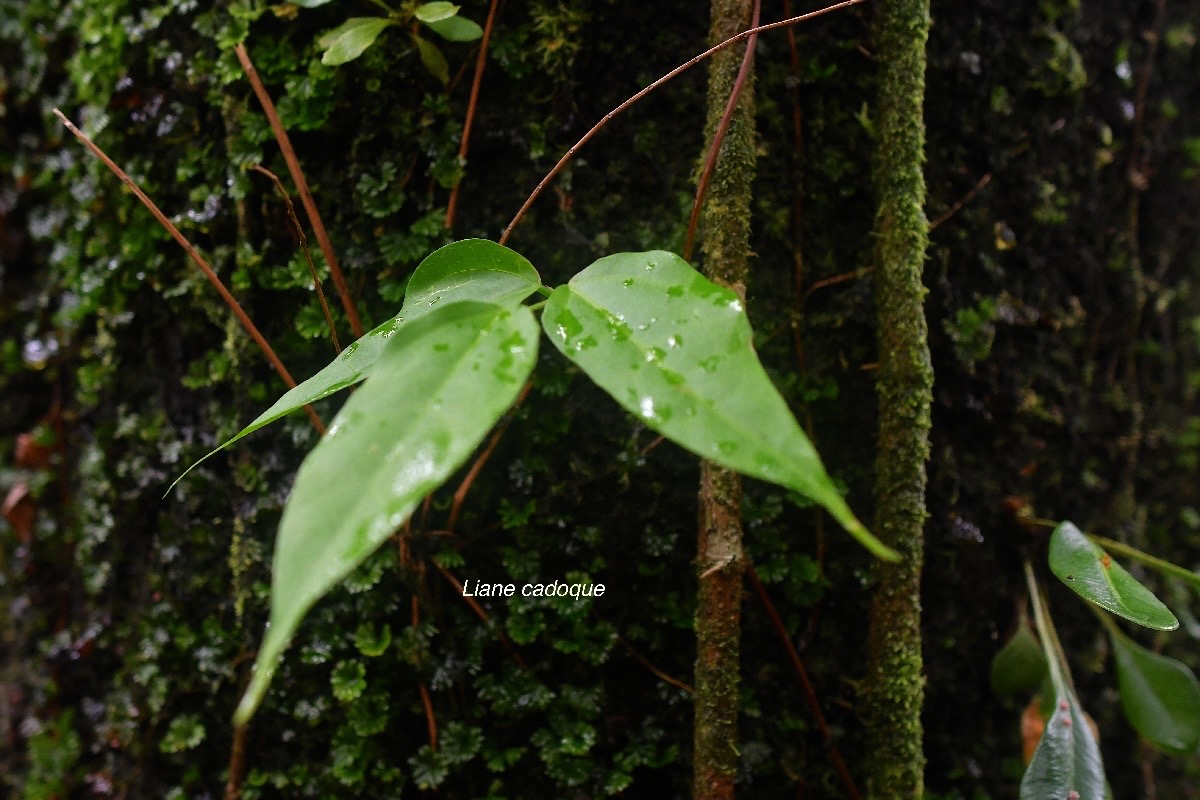 Strongylodon lucidus Liane cadoque Fa baceae Indigène La Réunion 3315.jpeg