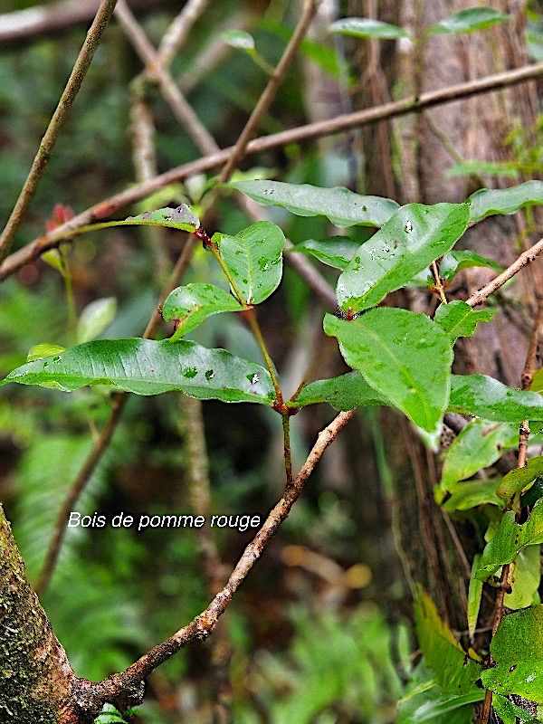 Syzygium cymosum Bois de pomme rouge Myrtac eae Endémique La Réunion, Maurice 31.jpeg