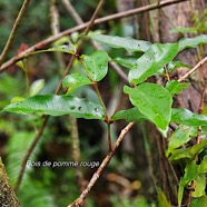 Syzygium cymosum Bois de pomme rouge Myrtac eae Endémique La Réunion, Maurice 31.jpeg