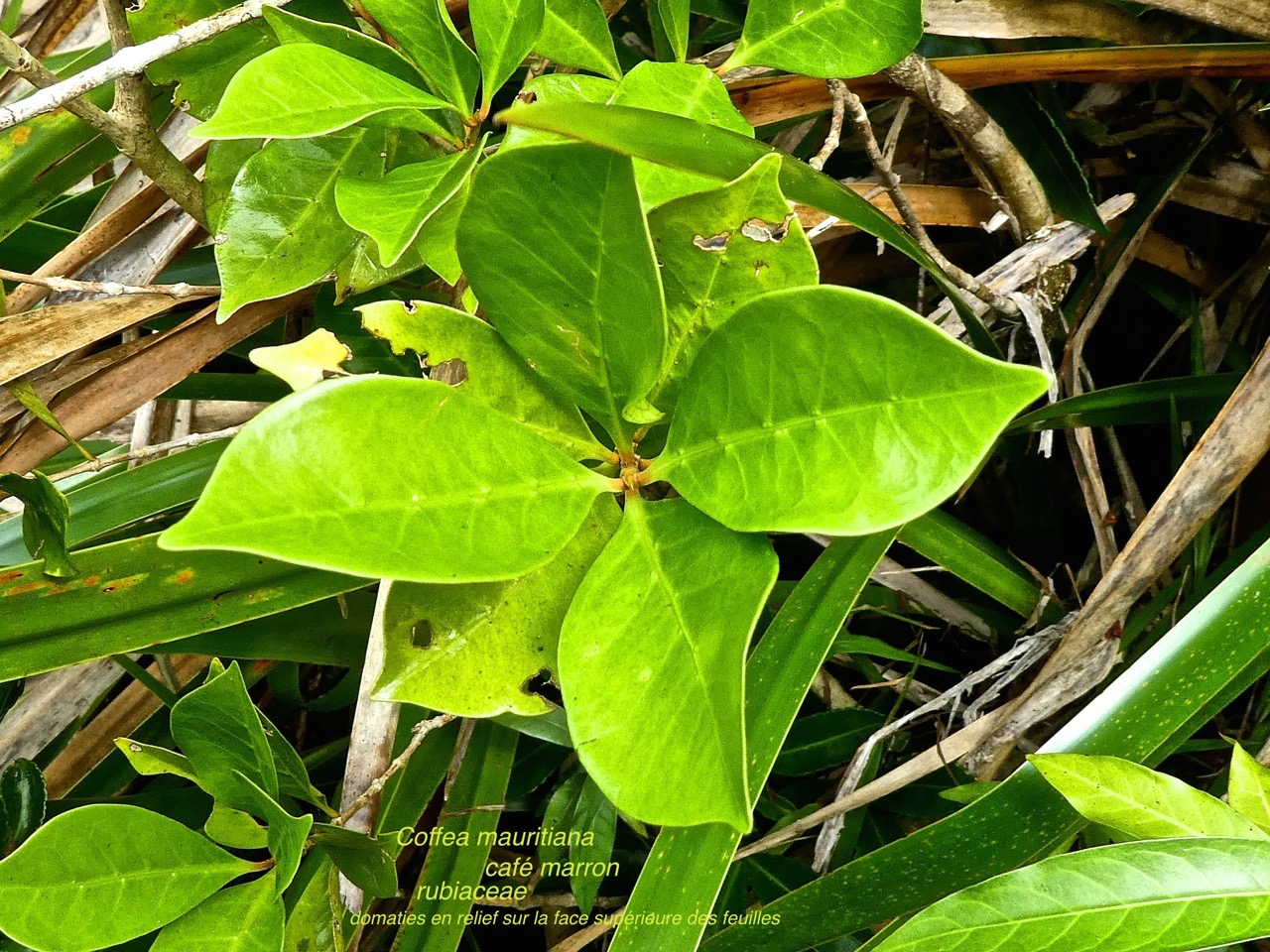 Coffea mauritiana café marron P1380507