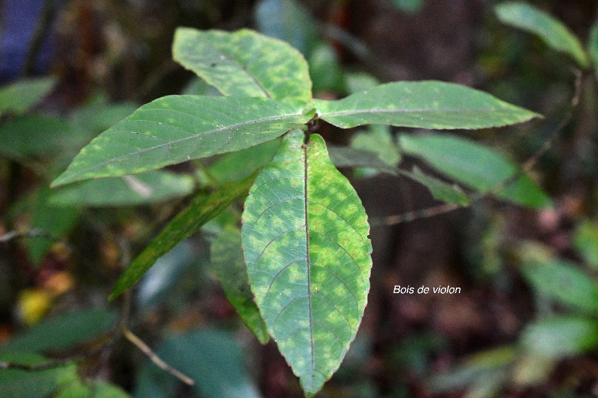 Acalypha integrifolia Bois de violon Euph orbiaceae Indigène La Réunion 2993.jpeg