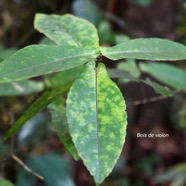 Acalypha integrifolia Bois de violon Euph orbiaceae Indigène La Réunion 2993.jpeg