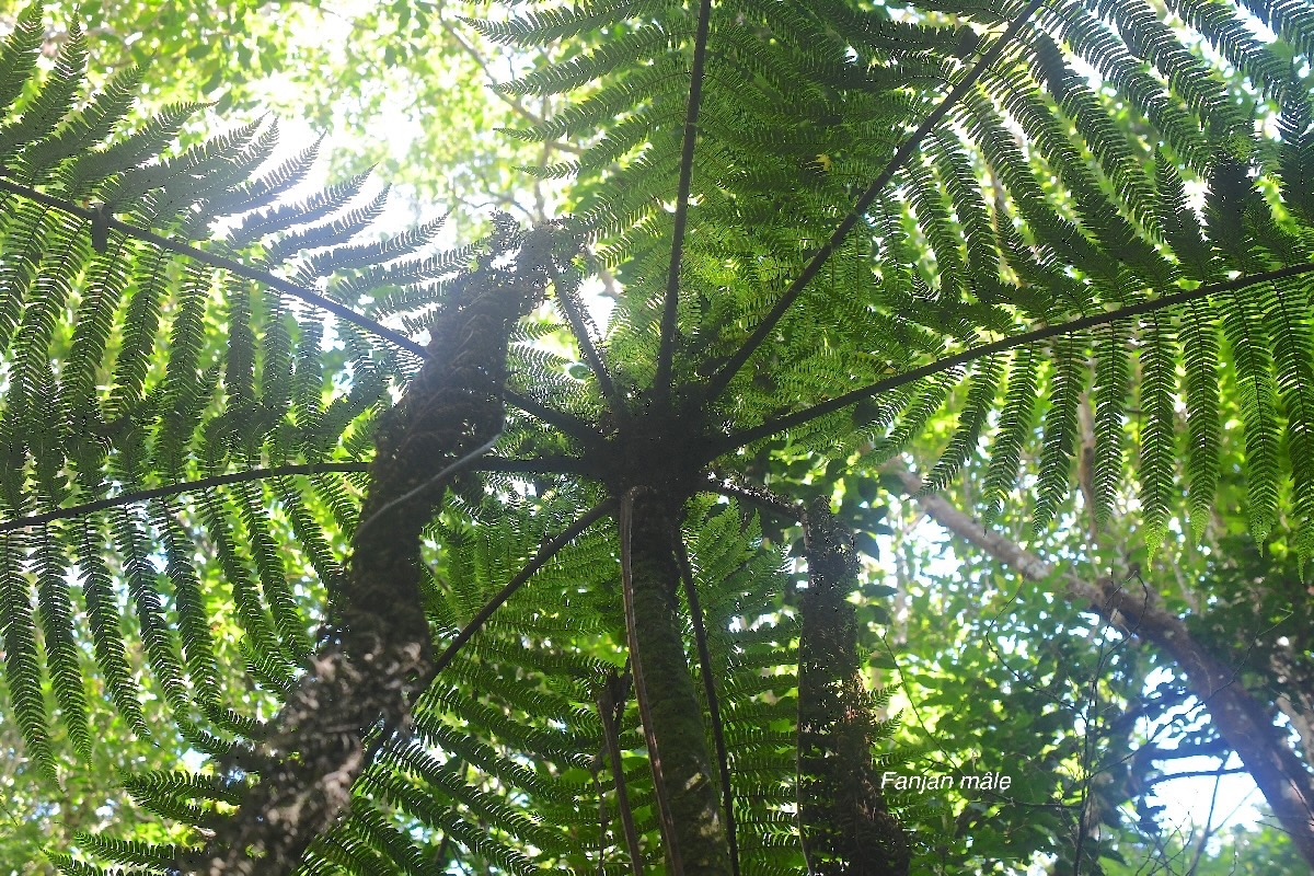 Alsophila borbonica Fanjan ma?le Cyatheacea e  Endémique La Réunion, Maurice 3031.jpeg