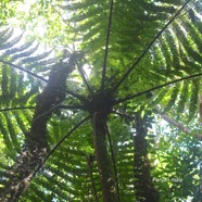 Alsophila borbonica Fanjan ma?le Cyatheacea e  Endémique La Réunion, Maurice 3031.jpeg