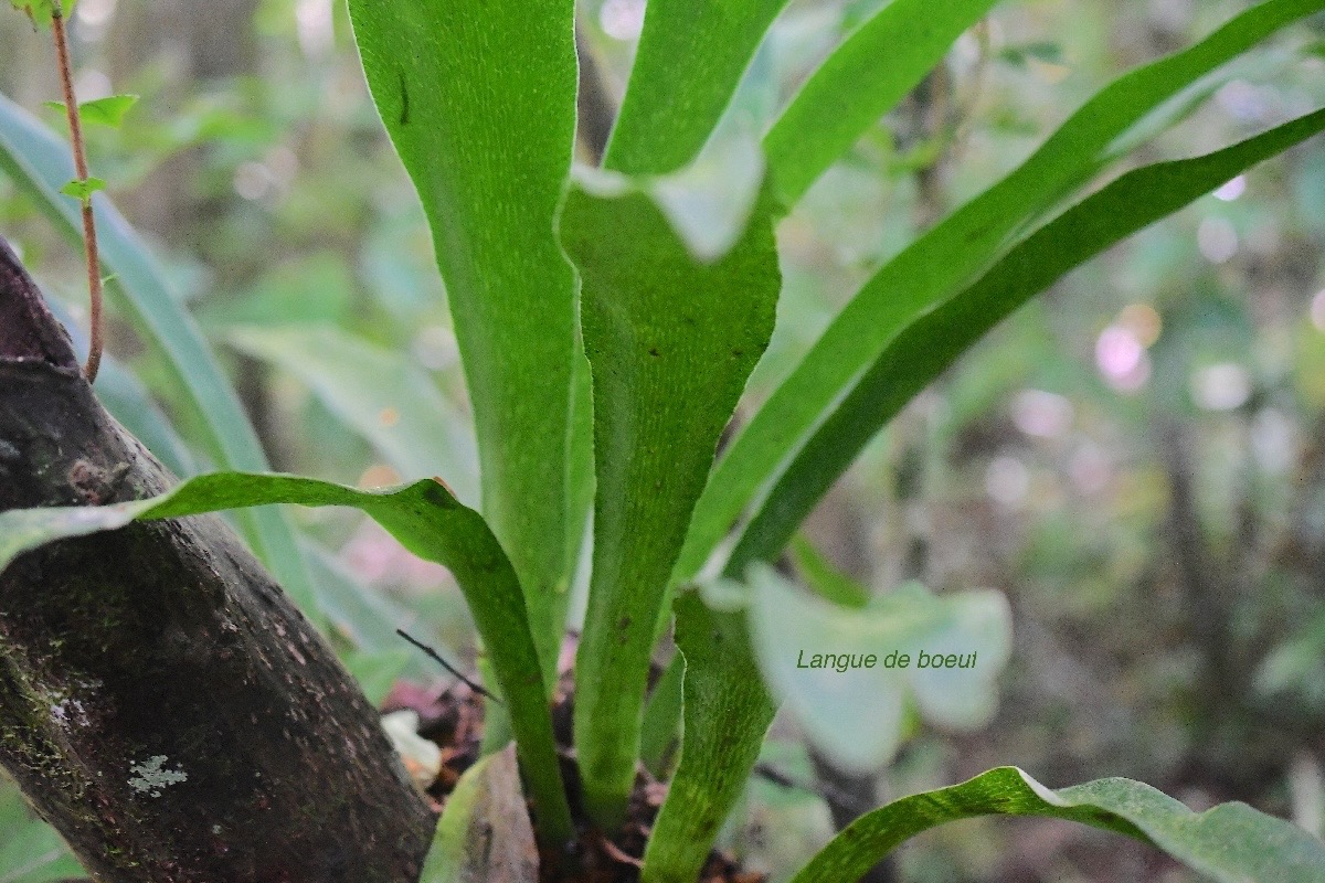 Anthrophyum boryanum Langue de boeuf Pte ridaceae Indigène La Réunion 3050.jpeg