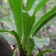 Anthrophyum boryanum Langue de boeuf Pte ridaceae Indigène La Réunion 3050.jpeg