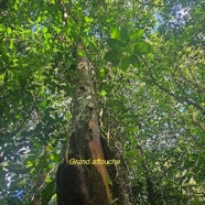 Aphloia theiformis Aphloiaceae et Ficus densi folia Moraceae Indigènes La Réunion 51.jpeg