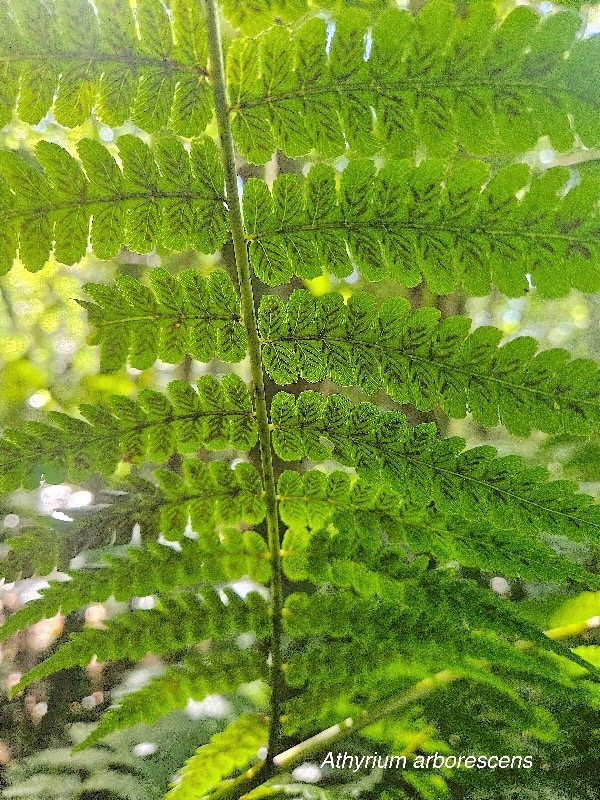 Athyrium arborescens Athyriacea e Indigène  La Réunion17.jpeg