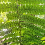 Athyrium arborescens Athyriacea e Indigène  La Réunion17.jpeg