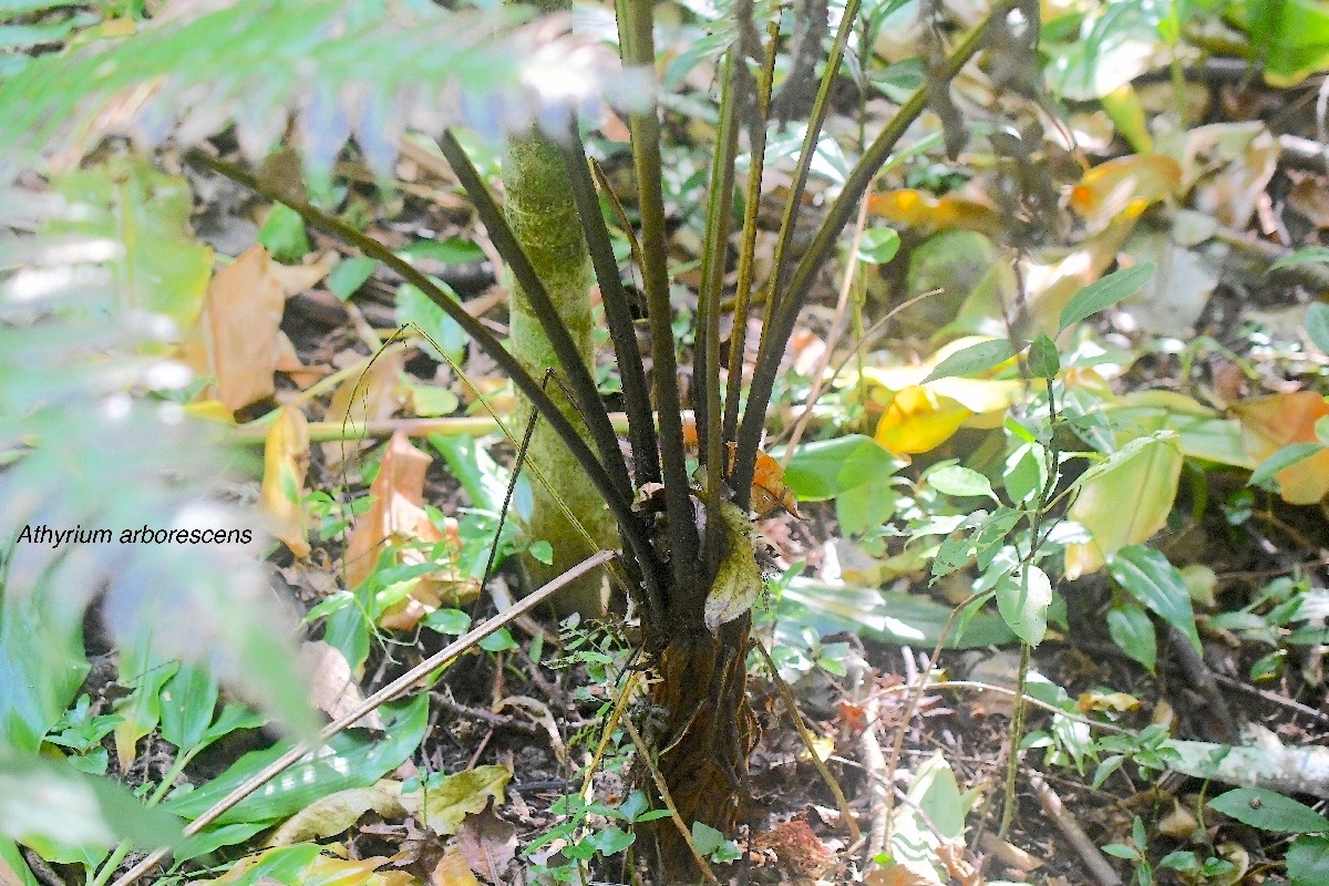 Athyrium arborescens Athyriacea e Indigène La Réunion  04.jpeg