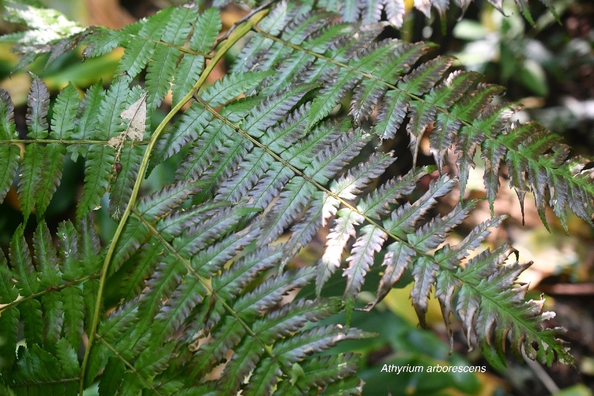 Athyrium arborescens Athyriaceae Indigène La Réunion 3005.jpeg