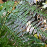 Athyrium arborescens Athyriaceae Indigène La Réunion 3005.jpeg